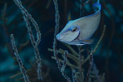 Close-up of fish swimming in sea