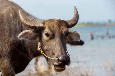 Close-up of a horse in the water