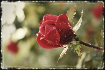 Close-up of water drops on red leaf