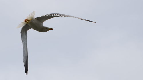 Low angle view of seagull flying against clear sky