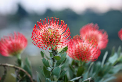 Close-up of red flowering plant