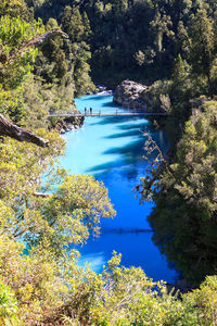 High angle view of lake in forest