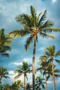 Palmtrees with