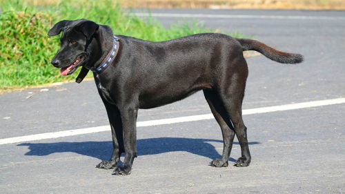 Black dog on road