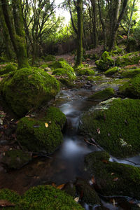 Scenic view of river amidst trees in forest