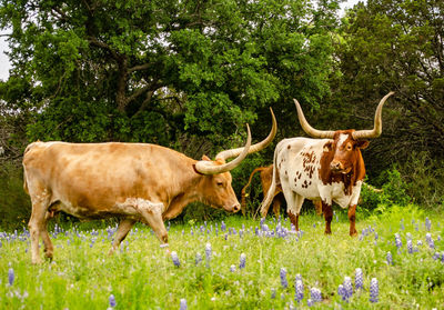 Longhorn cattle standing on grassy field of wildflowers 