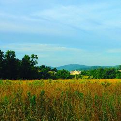 Scenic view of field against sky