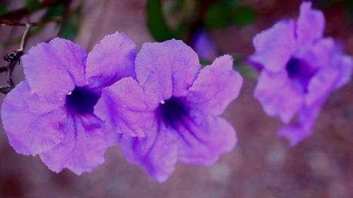 Close-up of purple flowering plant