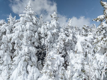 Low angle view of snow covered plants against sky