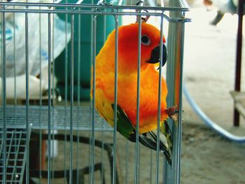 Close-up of parrot perching in cage