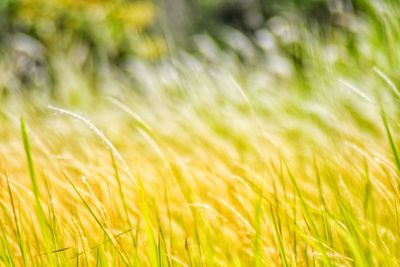 Close-up of crops growing on field