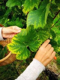 Midsection of person holding leaf