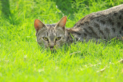 Cat relaxing on field