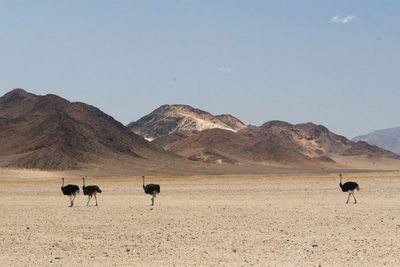 Horses standing on desert against clear sky