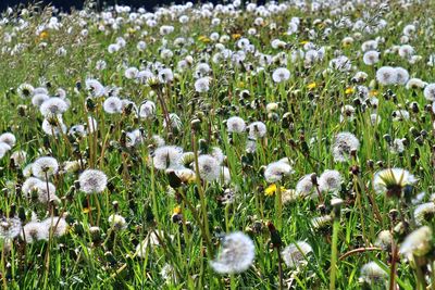 Close-up of white flowering plants on field