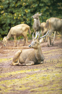 Close-up of deer