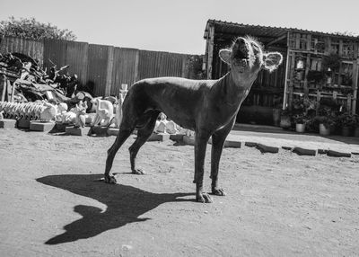 Close-up of barking dog