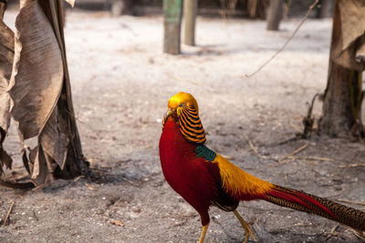 Close-up of parrot perching on a field