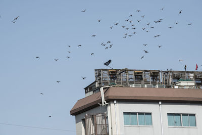 Low angle view of birds flying in building