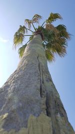 Low angle view of tree against sky