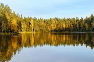 Autumn view with forest lake on sunset. yellow trees and clear blue sky reflecting in still water