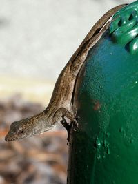 Close-up of bird