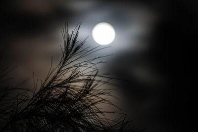Close-up of silhouette plant against moon at sunset