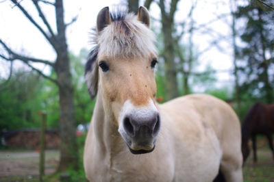 Close-up portrait of horse