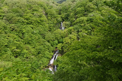 High angle view of trees in forest