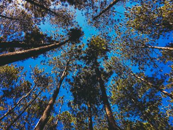 Low angle view of trees against blue sky