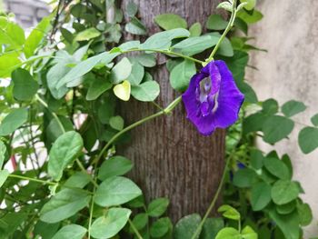 Close-up of flowers blooming outdoors