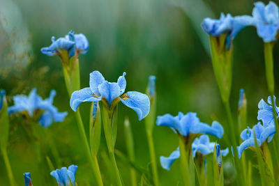 Close-up of purple flowering plant on field