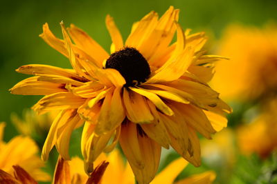 Close-up of yellow flowering plant