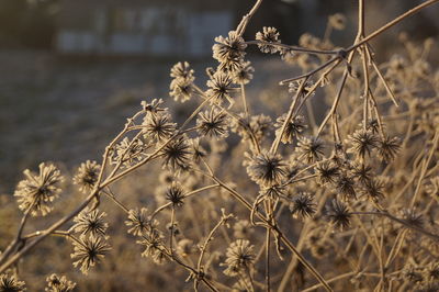 Close-up of flowers against blurred background