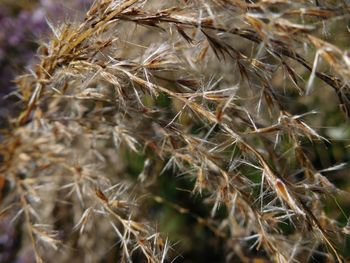 Close-up of plant against blurred background