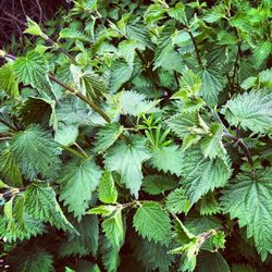 Close-up of plants