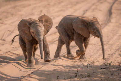 Close-up of elephant