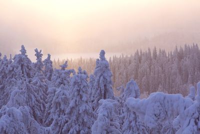 Rear view of frozen trees on snow covered land during sunset