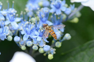 Close-up of insect on purple flowers