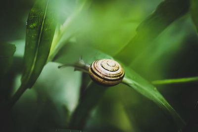 Close-up of snail on plant