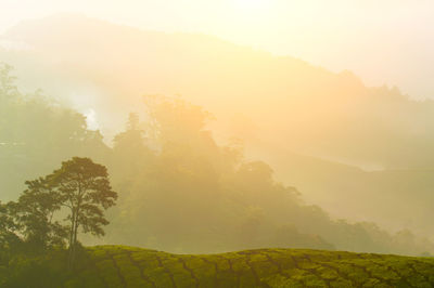 Trees on landscape against sky during foggy weather