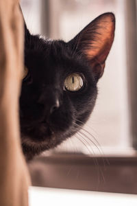 Close-up of cat looking away