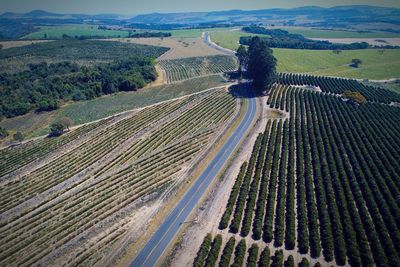 High angle view of agricultural field