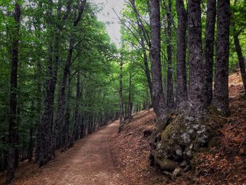 Dirt road passing through forest
