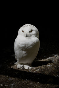 Close-up of bird