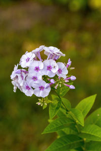 Close-up of purple flowering plant