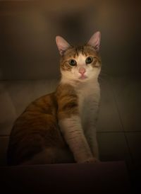 Portrait of cat sitting on floor at home