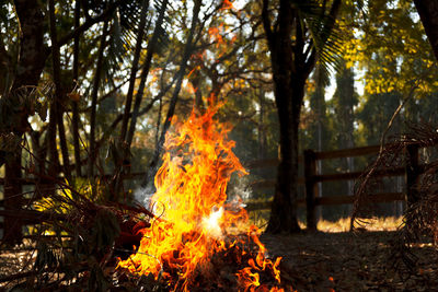 Bonfire by trees in forest