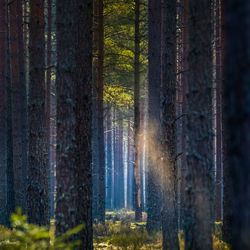 A beautiful pine tree forest scenery during spring in northern europe. tall pine trees.