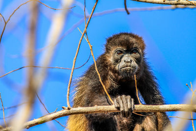 Low angle view of monkey on tree